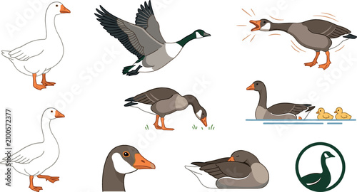 Bild auf Leinwand Wild Goose Waterfowl Species Clipart Collection Vector Featuring Flat Cartoon Ca