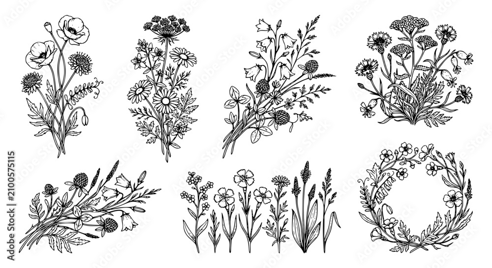Fototapeta premium detailed wildflowers, botanical illustrations, flower line art, nature plants, wildflower drawings, botanical line art, flower illustrations, nature clipart, wild plants, meadow flowers 