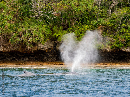 Humpback whale surfacing and spouting water near Vavau Island in Tonga during migration season