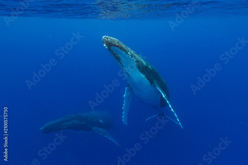  humpback whales (Megaptera novaeangliae) perform underwater ballet in clear waters of Tonga near Vavau Island