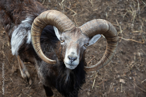 A ram with unique curved horns, looking curiously, captured in natural light in rich earth tones.