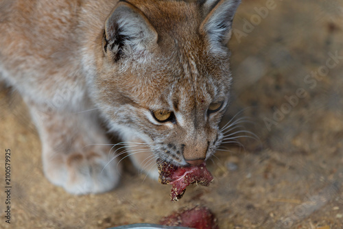 Bilde på lerret Lynx feasting on fresh meat in natural habitat, soft earthy tones with intricate
