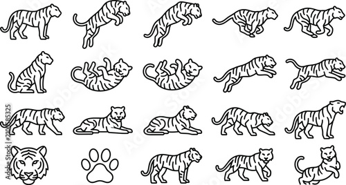 Photography Set of black and white tiger vector illustration icons showing various poses and