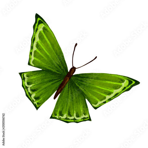 Canvastavla Colorful decorative winged butterfly insect. Vector graphics.