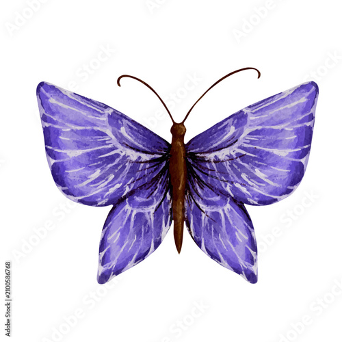Bild auf Leinwand Colorful decorative winged butterfly insect. Vector graphics.