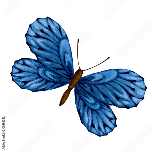 Foto Colorful decorative winged butterfly insect. Vector graphics.