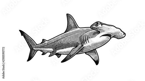 Bild auf Leinwand Hammerhead shark in water column.