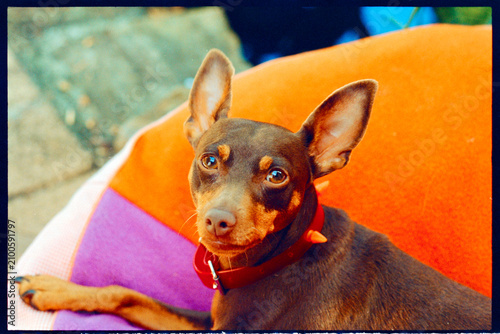 MinPin Dog Rests on Colorful Cushion in Outdoor Setting