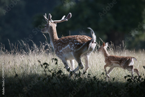Fotografie Spotted deer (fallow deer) buck with antlers followed by a young fawn