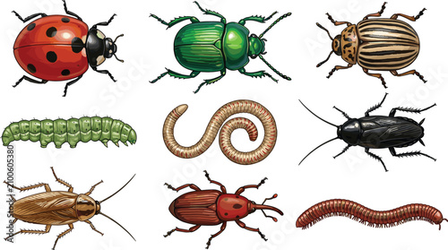 Foto Detailed Insect and Bug Vector Collection Featuring Ladybug, Caterpillar, Beetle