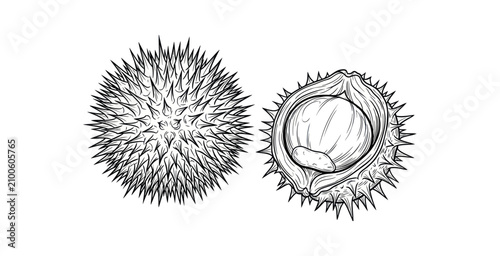 Quadro su tela Horse Chestnut Fruit and Burr Line Art
