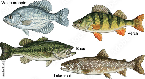Foto Freshwater Fish Vector Collection Featuring White Crappie Perch Bass and Lake Tr