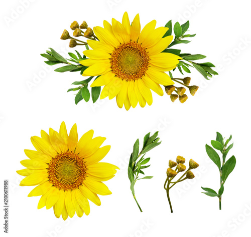 Sunflower, green leaves and...