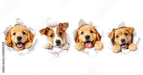 Cute puppies peeking and ripping through torn paper holes isolated on a white background

