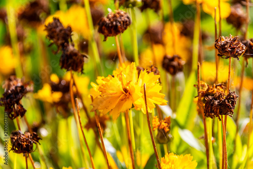 Fotografie Coreopsis grandiflora pertenece a la familia Asteraceae.