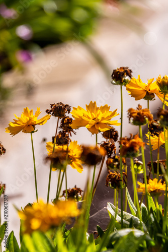 Canvas Print Coreopsis grandiflora pertenece a la familia Asteraceae.