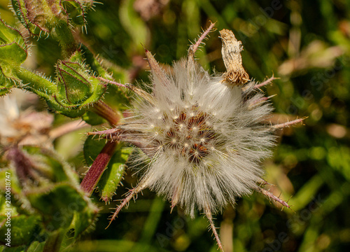 Fotografie Macro Shot of Dandelion Seed Head Against Green Foliage