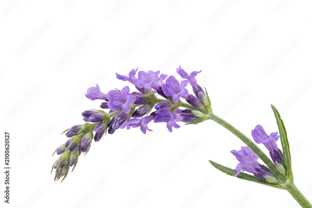 Obraz premium Vibrant purple lavender flowers in full bloom, showcasing their delicate beauty on a clean transparent background, perfect for aromatic and botanical designs and serene compositions