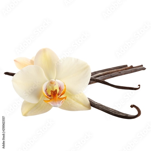 Vanilla flower blooms elegantly alongside dark aromatic pods, showcasing the delicate creamy petals and natural botanical elements harvested for culinary flavoring and gourmet fragrance production.