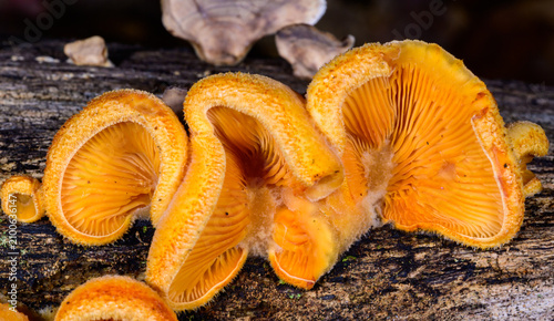 New Jersey. Orange Mock Oyster (Phyllotopsis nidulans). It is considered inedible due to its tough texture and a foul, sulfurous odor, especially when older.