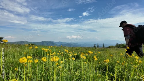 Hiker walking into the grassy landscape of Round Bald at Roan Mountain, with yellow wildflowers in the foreground and open Appalachian mountain views in the distance