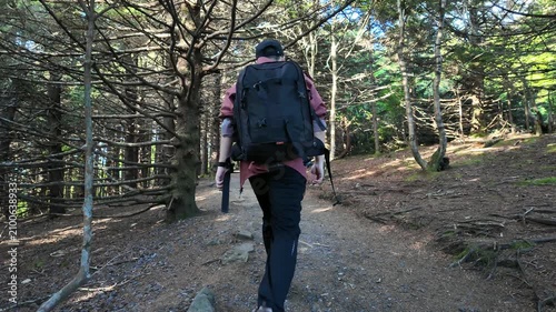 Hiker walking through a pine forest trail at Roan Mountain North Carolina Tennessee border