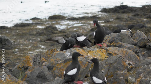 Black Guillemots Fighting and Interacting on Rocks in Iceland 4K Wildlife Footage