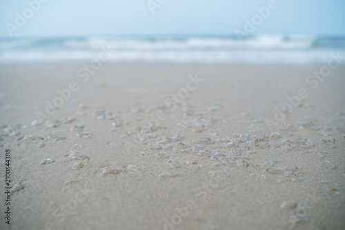 Transparent salpa sea organisms lying on wet sandy shore with calm sea waves and open horizon visible in the background. Coastal nature concept