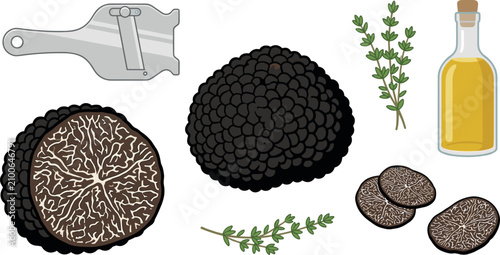 Obraz na płótnie Gourmet black truffle mushroom vector illustration set featuring whole fungus sliced pieces professional shaver oil bottle rosemary herb sprigs isolated on white background