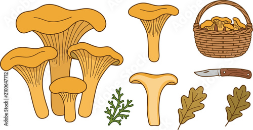 Foto Edible chanterelle mushroom vector illustration set featuring yellow forest fungi wicker basket foraging knife and autumn oak leaves isolated on white background