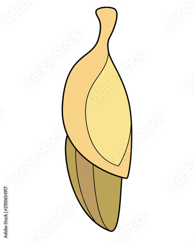 Chrysalis, a beige, sand-colored butterfly pupa, is a full-color vector image. Chrysalis is a stage of insect or butterfly development.