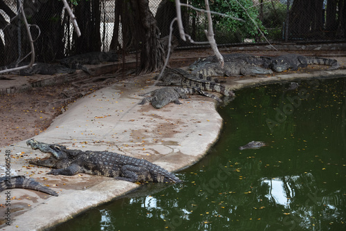 PATTAYA, THAILAND – JUNE 10, 2026: Siamese crocodiles rest around a pond at The Million Years Stone Park & Pattaya Crocodile Farm.