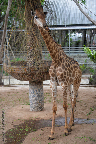 PATTAYA, THAILAND – JUNE 10, 2026: Visitors feed reticulated giraffes at The Million Years Stone Park & Pattaya Crocodile Farm.
