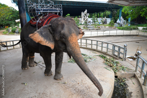 PATTAYA, THAILAND – JUNE 10, 2026: Asian elephant wearing a riding seat at The Million Years Stone Park & Pattaya Crocodile Farm.
