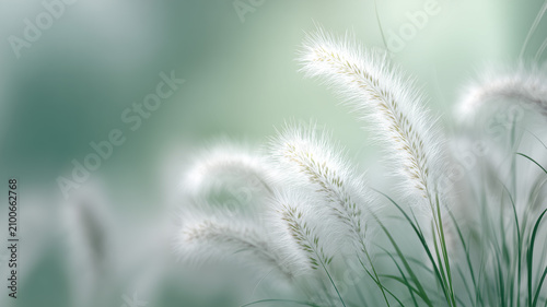 A bright, ethereal image featuring multiple white, feathery plants in the foreground, rendered with a very soft focus and shallow depth of field. Ai generated