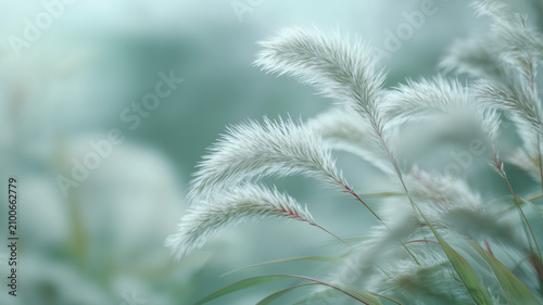 A bright, ethereal image featuring multiple white, feathery plants in the foreground, rendered with a very soft focus and shallow depth of field. Ai generated