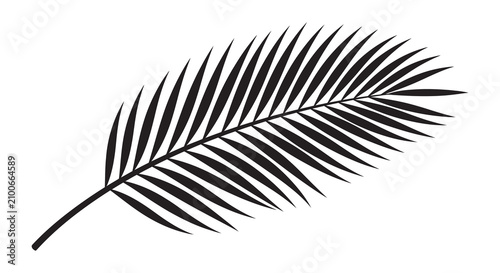 Foto Palm leaf frond black and white silhouette