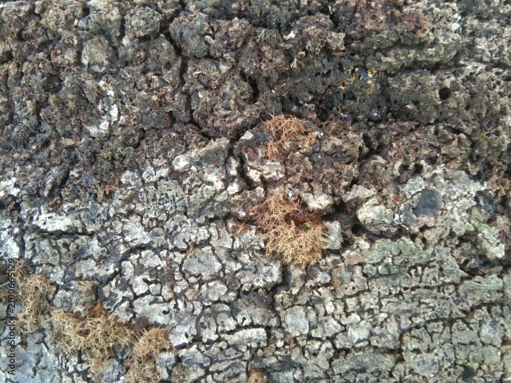 Fototapeta premium bark of a tree