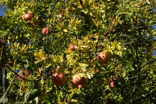 pomegranate tree with fruit