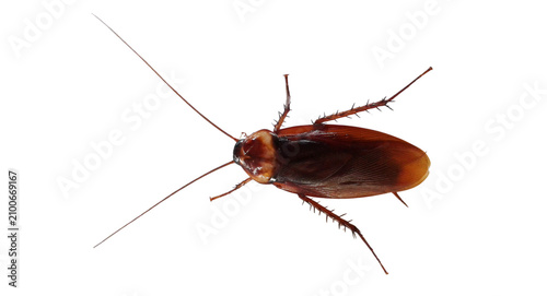 Принти на полотні cockroach