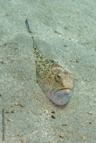 fish in the water