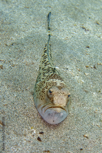 fish in the water