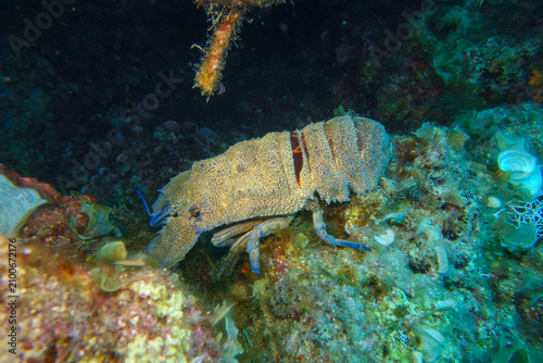blue lobster