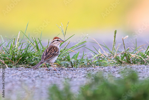 Фотография Chipping sparrow standing on a path with grass behind it.