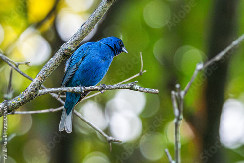 Male indigo bunting perched in a tree.