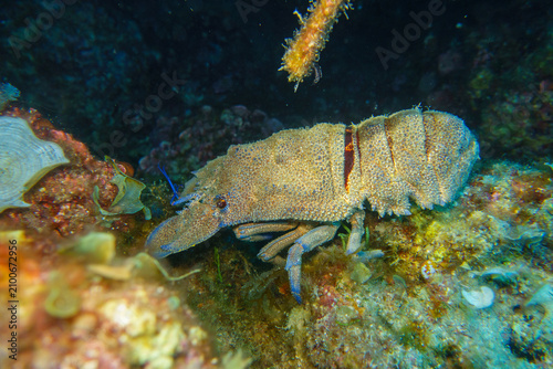 blue lobster
