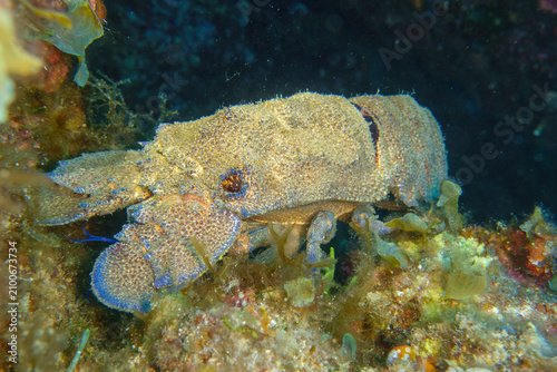 blue lobster
