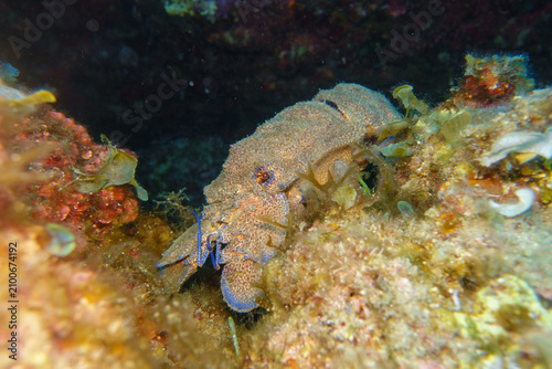 blue lobster