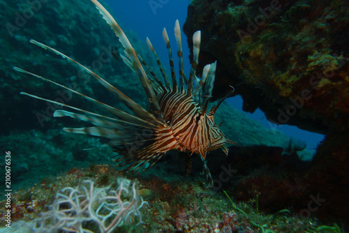 coral reef with fish