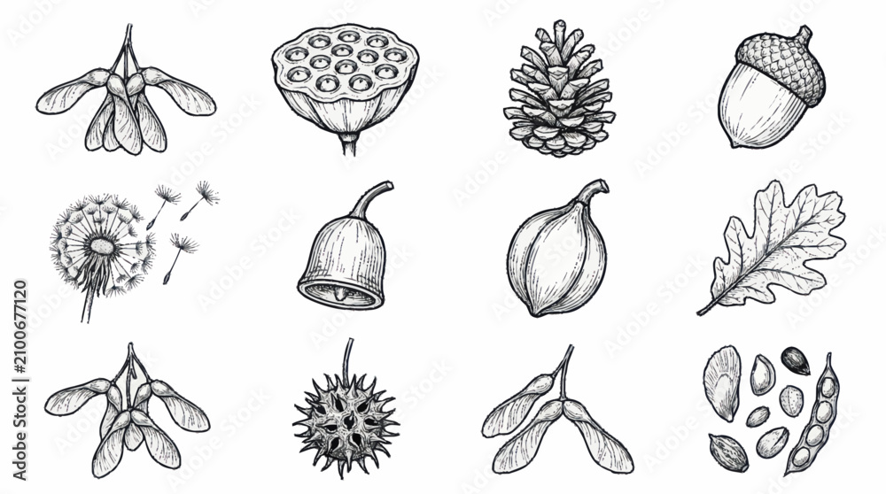 Fototapeta premium Detailed botanical illustrations of seeds and plants.